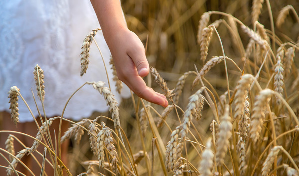 hand gently touching golden wheat in a field around four stalks of grain